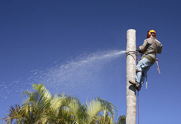 How Our Tree Care Process Works  in  Millen, GA