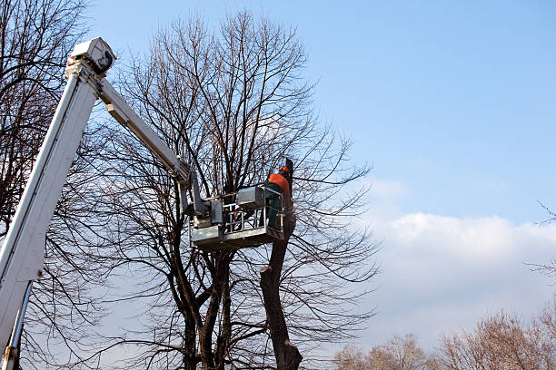 Millen, GA Tree Removal Services Company